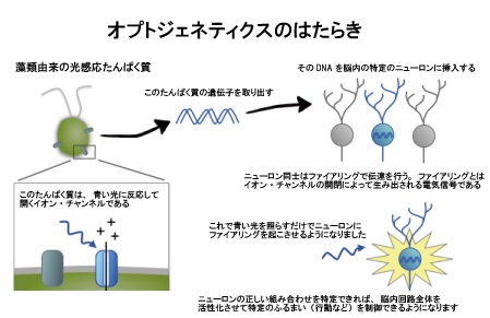 オプトジェネティクス | プネウム株式会社